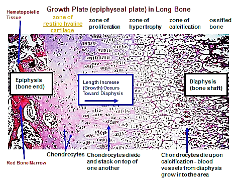 طرق تكون العظام